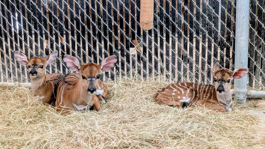 Christmas at Animal Kingdom Secrets Every Traveler Needs for 2027 33 Three adorable baby nyala calves with white stripes and big ears resting together on a bed of hay backstage